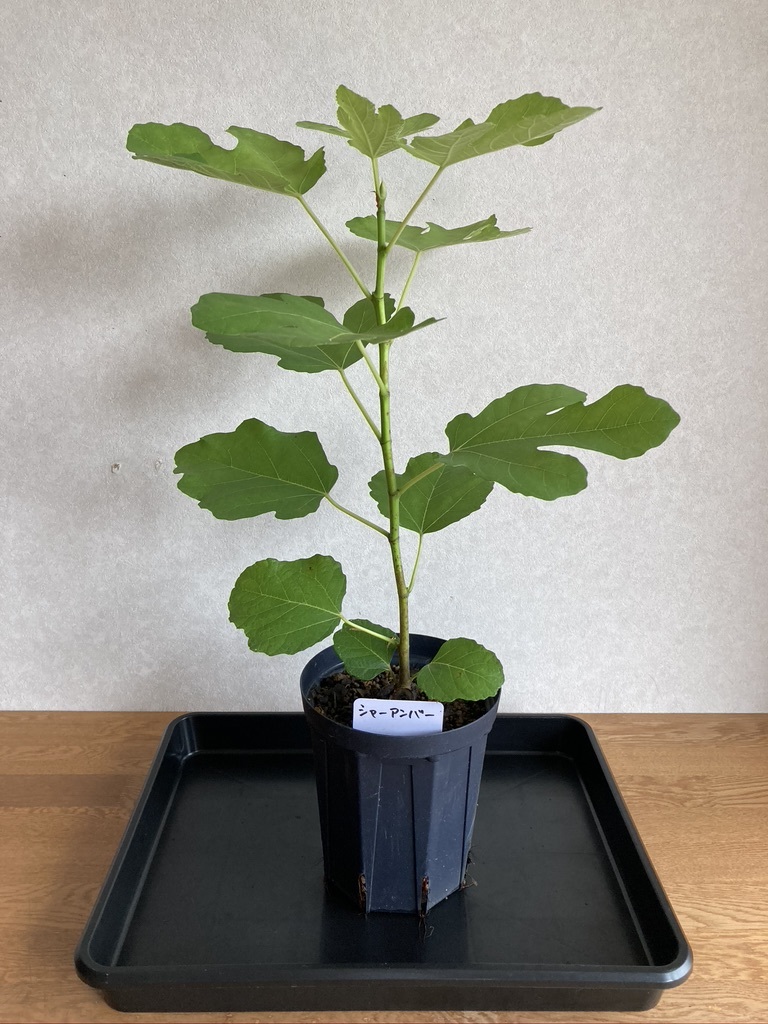 イチジク 苗 シャーアンバー Schar Amber(果物)|売買された イチジク 苗 シャーアンバー Schar Amber(果物)|売買された