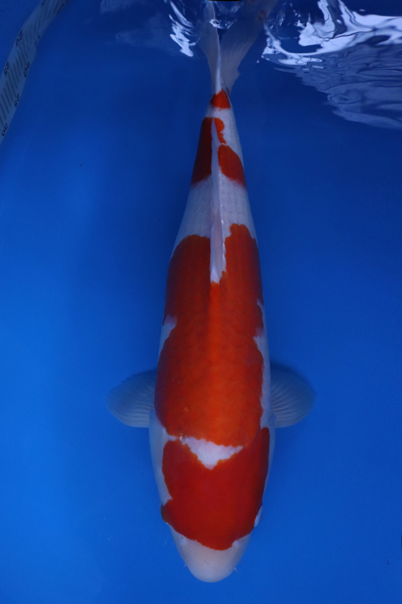 紅白 阪井養魚場 阪井養魚場産 錦鯉 当歳 大正三色 魚酔