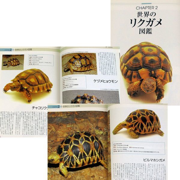 ザ リクガメ 世界のリクガメ図鑑 ゲージ セッティング 個体の選び方 生態 種類別飼育ガイド 育て方 飼い方 ホシガメ 亀 カメ 爬虫類 両生類 売買されたオークション情報 Yahooの商品情報をアーカイブ公開 オークファン Aucfan Com