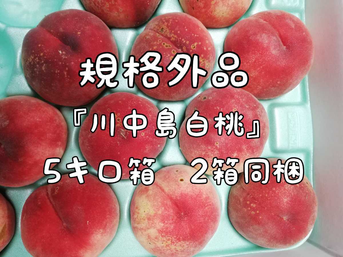 100%新品，送料無料 川中島白桃 5キロ箱&times;２箱同梱 規格外品 訳あり 傷あり(桃)｜売買されたオークション情報、yahooの商品情報をアーカイブ公開 - オークファン 桃