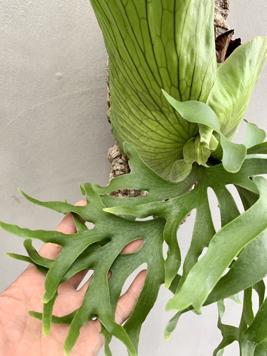  P.coronarium up frond コロナリウム ビカクシダ コウモリラン vandaka(ビカクシダ、コウモリラン)｜売買されたオークション情報、yahooの商品情報をアーカイブ公開 - オークファン ビカクシダ、コウモリラン