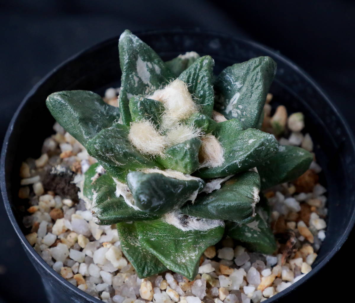 アリオカルプス属 竜角牡丹 サボテン：アリオカルプス 竜角牡丹 実生*