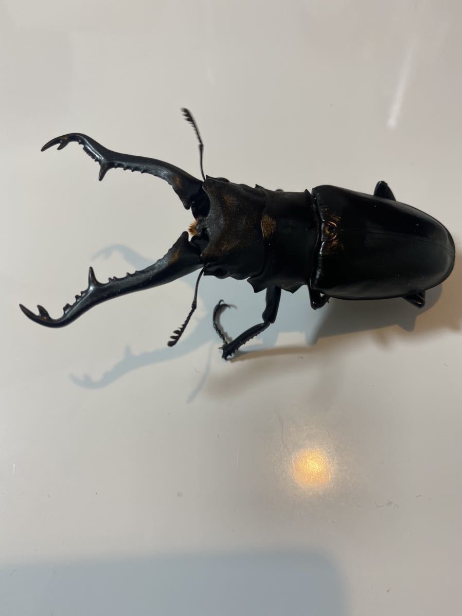即ブリ可能☆ギラファノコギリクワガタ　トリオ_1