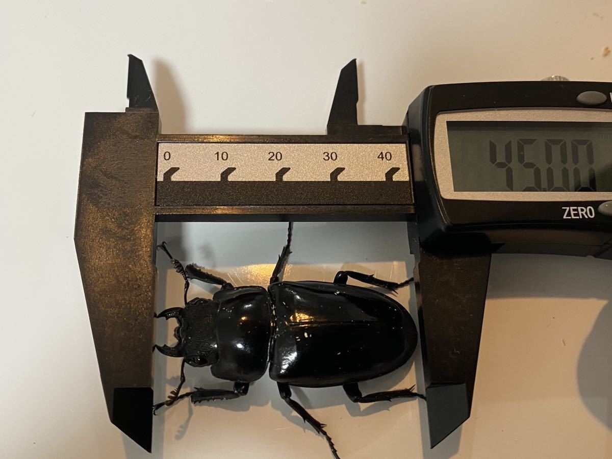 即ブリ可能☆ギラファノコギリクワガタ　トリオ_3