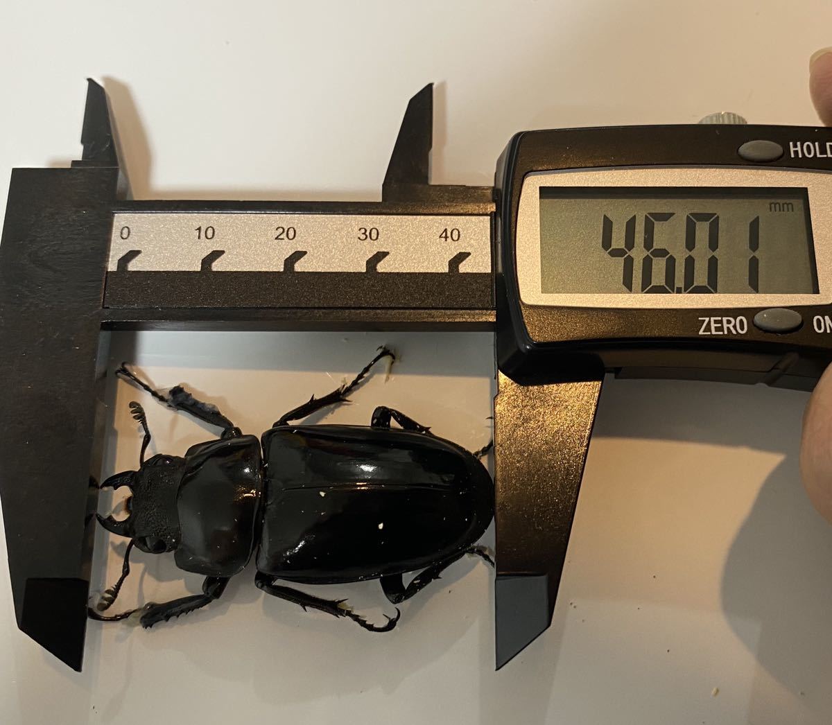 即ブリ可能☆ギラファノコギリクワガタ　トリオ_4