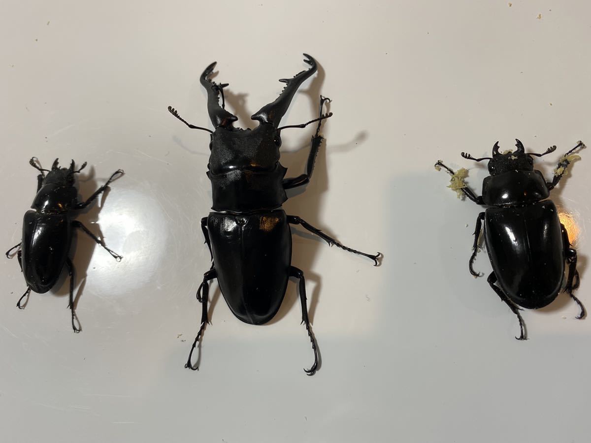 即ブリ可能☆ギラファノコギリクワガタ　トリオ_5