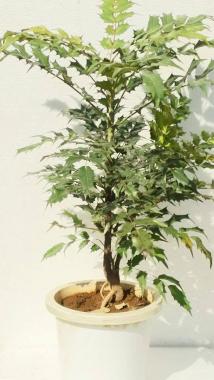 ヒイラギ ナンテン 柊南天 魔除けと来福 新築の鬼門に是非 ８号サイズの鉢 植木 庭木 売買されたオークション情報 Yahooの商品情報をアーカイブ公開 オークファン Aucfan Com