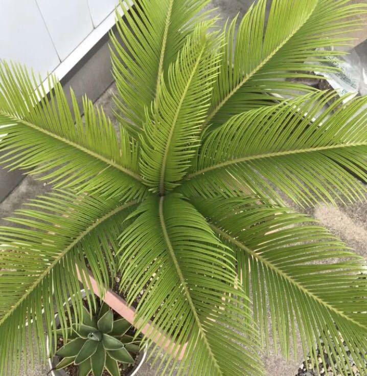 蘇鉄☆後眩み 黄金ソテツ 花、園芸 観葉植物 【公式通販】