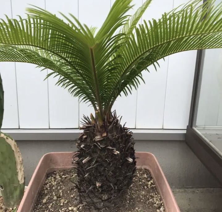 蘇鉄☆後眩み 黄金ソテツ 花、園芸 観葉植物 【公式通販】