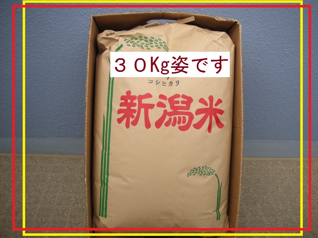 新米 令和6年産新潟コシヒカリ30kg（10k×3）精米無料☆農家直送