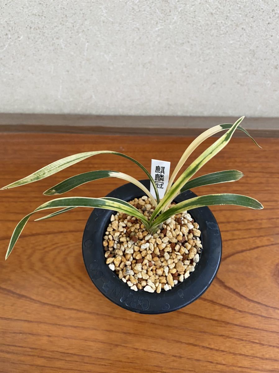 定番，定番人気 みのうらん園 日本春蘭 麒麟冠 2本立(ラン)｜売買されたオークション情報、yahooの商品情報をアーカイブ公開 - オークファン ラン