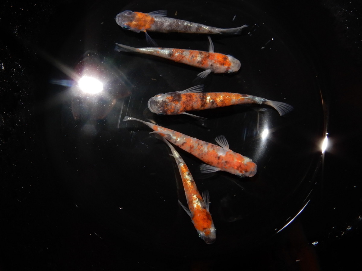 ☆縁めだか☆ 特上種親 朱紅玉×墨紅玉 ♂2♀