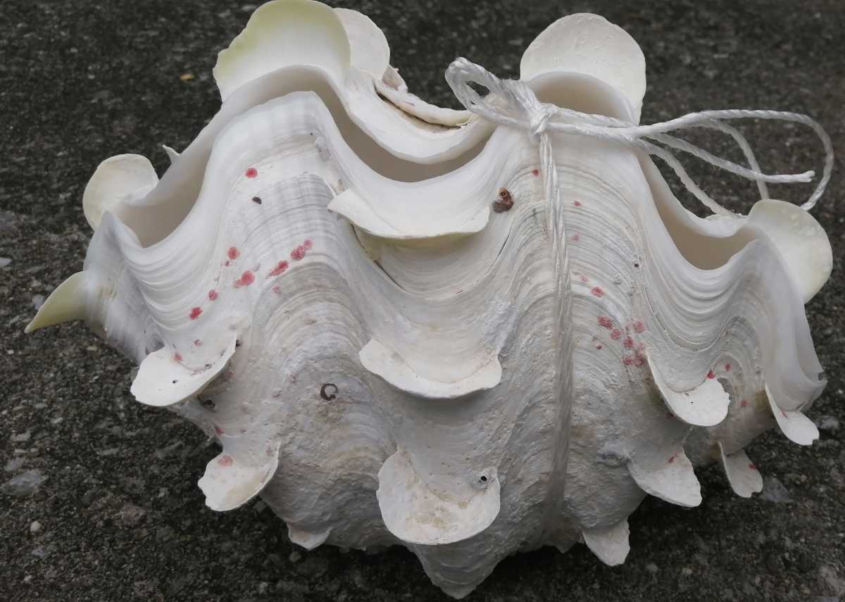沖縄石垣島 天然 ヒレシャコ貝 シャコ貝 貝殻 希少 貴重 入手困難 大