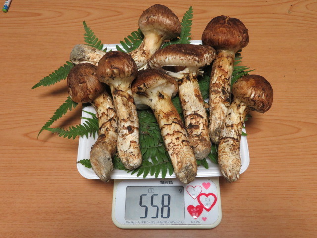 国産松茸 岩手県産 10/12日採り 558g 送料無料 ②