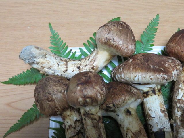 国産松茸 岩手県産 10/12日採り 558g 送料無料 ②