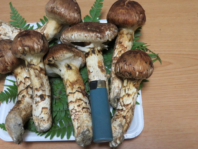 国産松茸 岩手県産 10/12日採り 558g 送料無料 ②