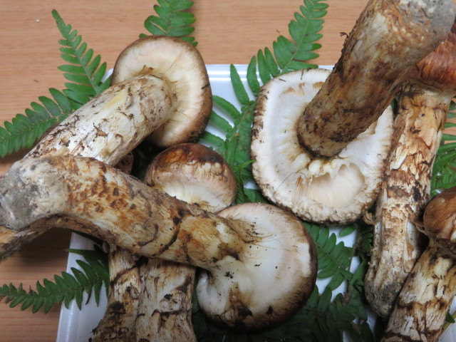 国産松茸 岩手県産 10/12日採り 558g 送料無料 ②