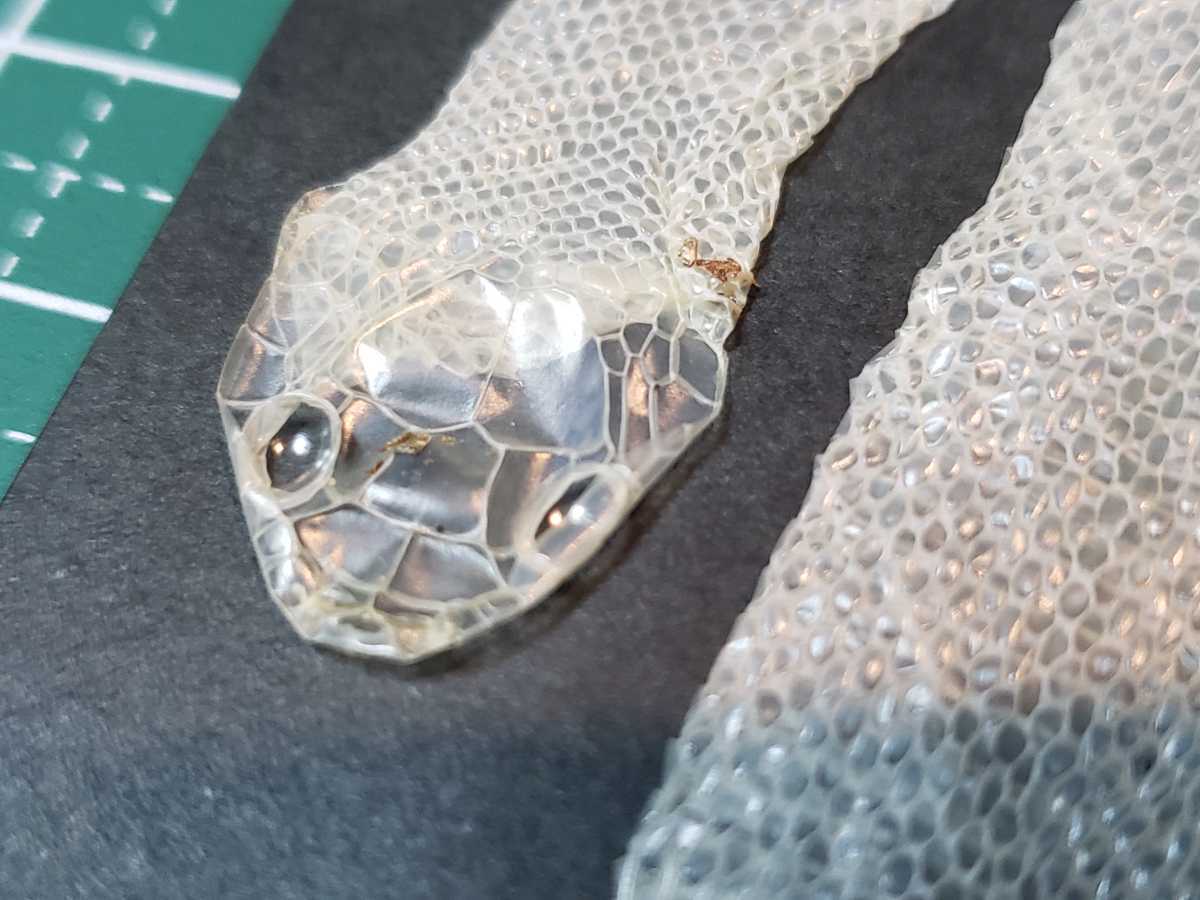 白蛇の抜け殻 小蛇 金運ギャンブル運アップ 縁起物 雑貨 売買されたオークション情報 Yahooの商品情報をアーカイブ公開 オークファン Aucfan Com