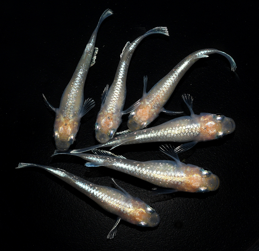 ◇　鱗光（黄タイプ）若魚　３ペア　　G４　◇