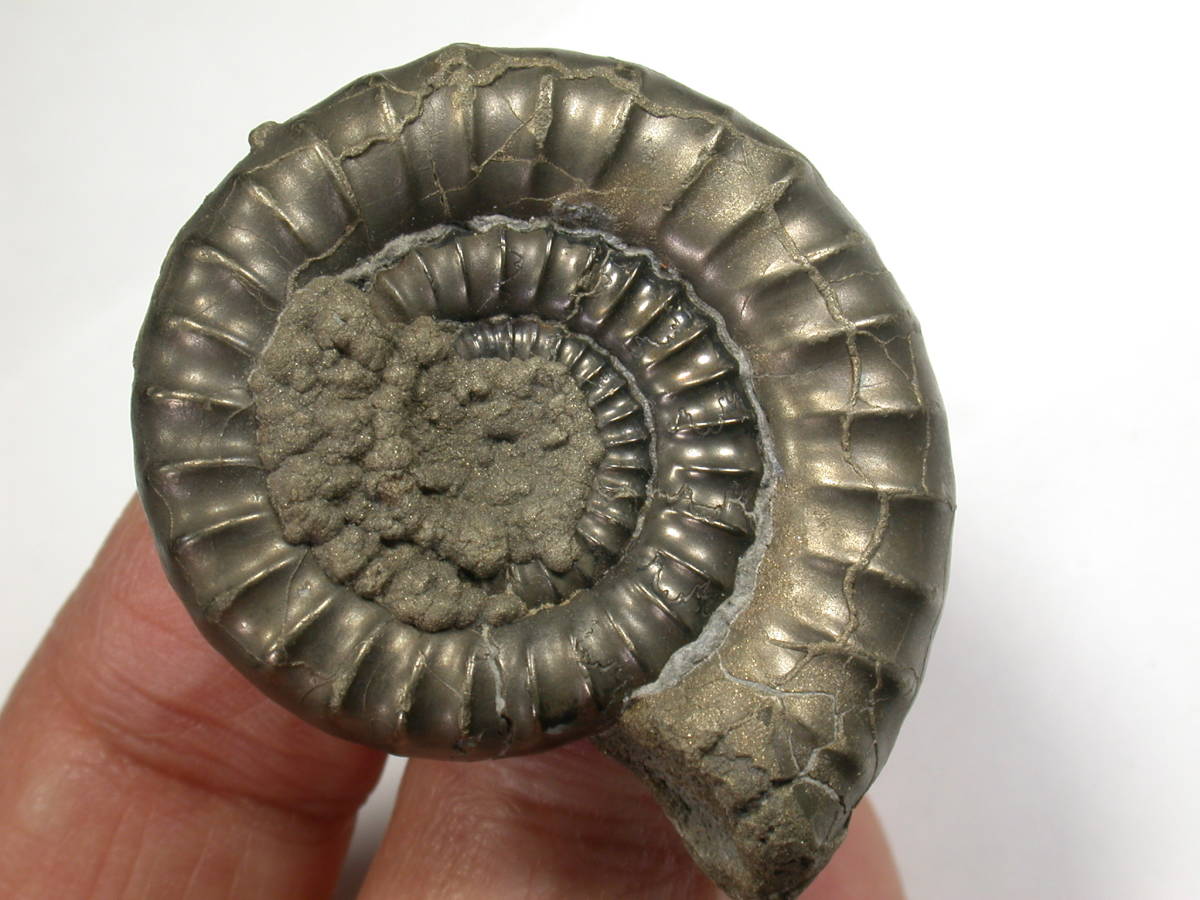 アンモナイト クラスター イングランド産 Pyritized Ammonite 0