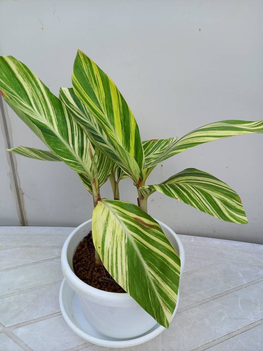 【人気SALE，低価】 観葉植物 紋入り月桃 7号鉢植(その他)｜売買されたオークション情報、yahooの商品情報をアーカイブ公開 - オークファン その他