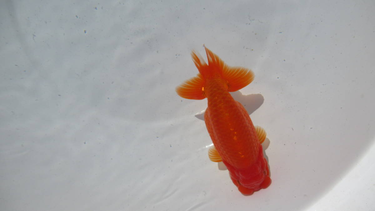 あざやからんちゅう　当歳　13.5cm　めすタイプ( 267 ）