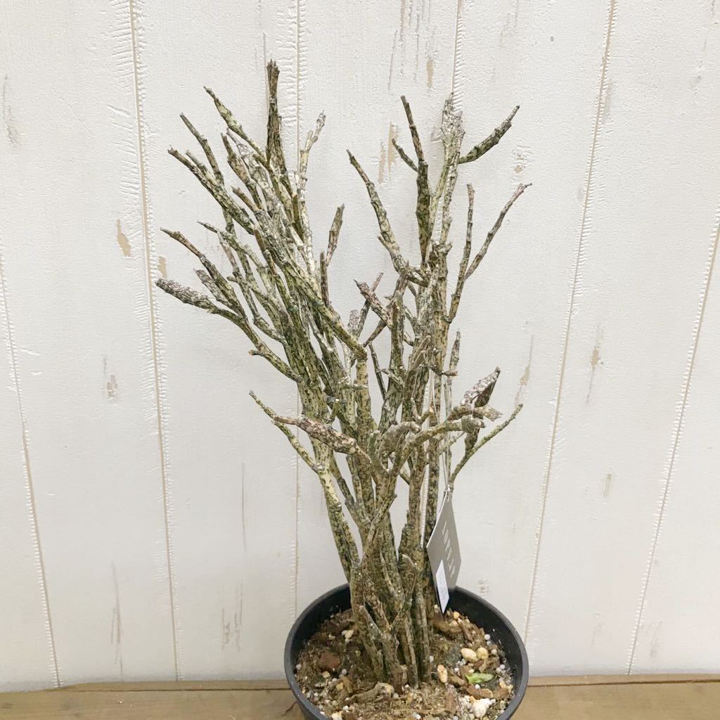 株立ち ゾンビプランツ ユーフォルビア プラティクラダ Euphorbia