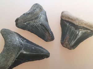 メガロドン 化石のヤフオク の相場 価格を見る ヤフオク のメガロドン 化石のオークション売買情報は14件が掲載されています