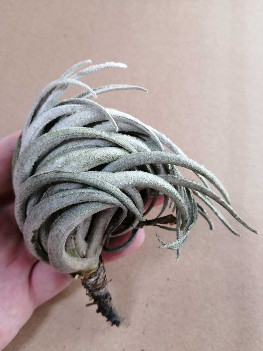 S1101】美株・ティランジア カルミネア・ Tillandsia carminea・現地