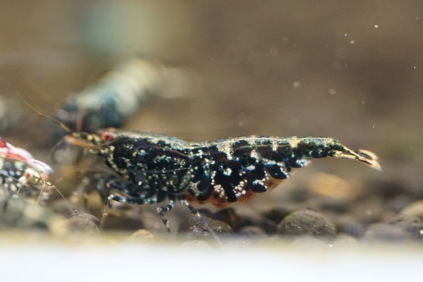レッドギャラクシーフィッシュボーン | ギャラクシー フィッシュボーン (ハイグレード ペア 抱卵雌 Shrimp HY 1匹 ハイクオリティ r : スノーフレーク ギャラクシーフィッシュボーン（ハイグレード） ゴールドギャラクシー