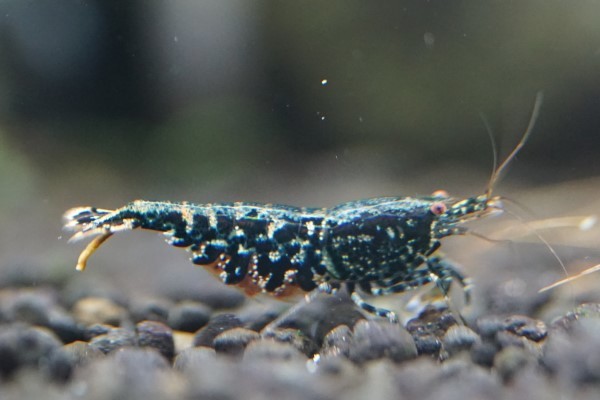レッドギャラクシーフィッシュボーン | ギャラクシー フィッシュボーン (ハイグレード ペア 抱卵雌 Shrimp HY 1匹 ハイクオリティ r : スノーフレーク ギャラクシーフィッシュボーン（ハイグレード） ゴールドギャラクシー