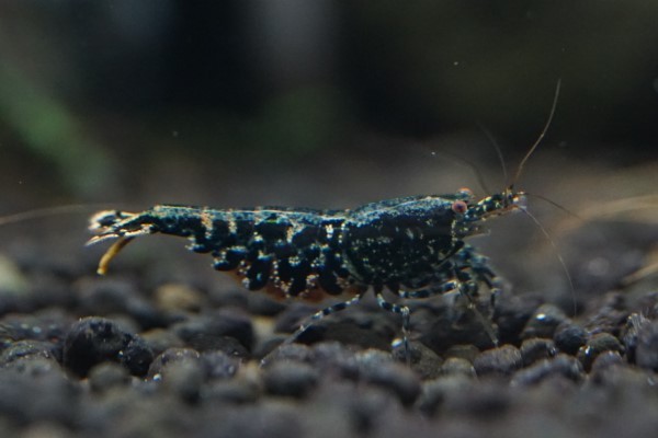 レッドギャラクシーフィッシュボーン | ギャラクシー フィッシュボーン (ハイグレード ペア 抱卵雌 Shrimp HY 1匹 ハイクオリティ r : スノーフレーク ギャラクシーフィッシュボーン（ハイグレード） ゴールドギャラクシー