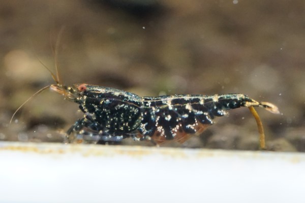 レッドギャラクシーフィッシュボーン | ギャラクシー フィッシュボーン (ハイグレード ペア 抱卵雌 Shrimp HY 1匹 ハイクオリティ r : スノーフレーク ギャラクシーフィッシュボーン（ハイグレード） ゴールドギャラクシー