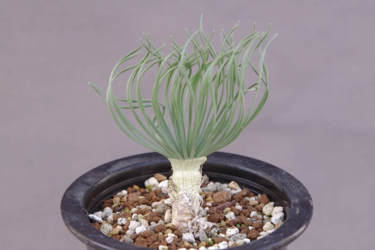 Gethyllis ゲチリス grandiflora 現地株 グランディフローラ 