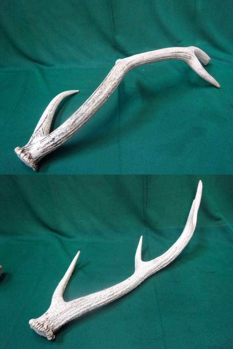 蝦夷鹿 鹿の角 インテリア エゾシカ 北海道 特大 オブジェ 天然物 角