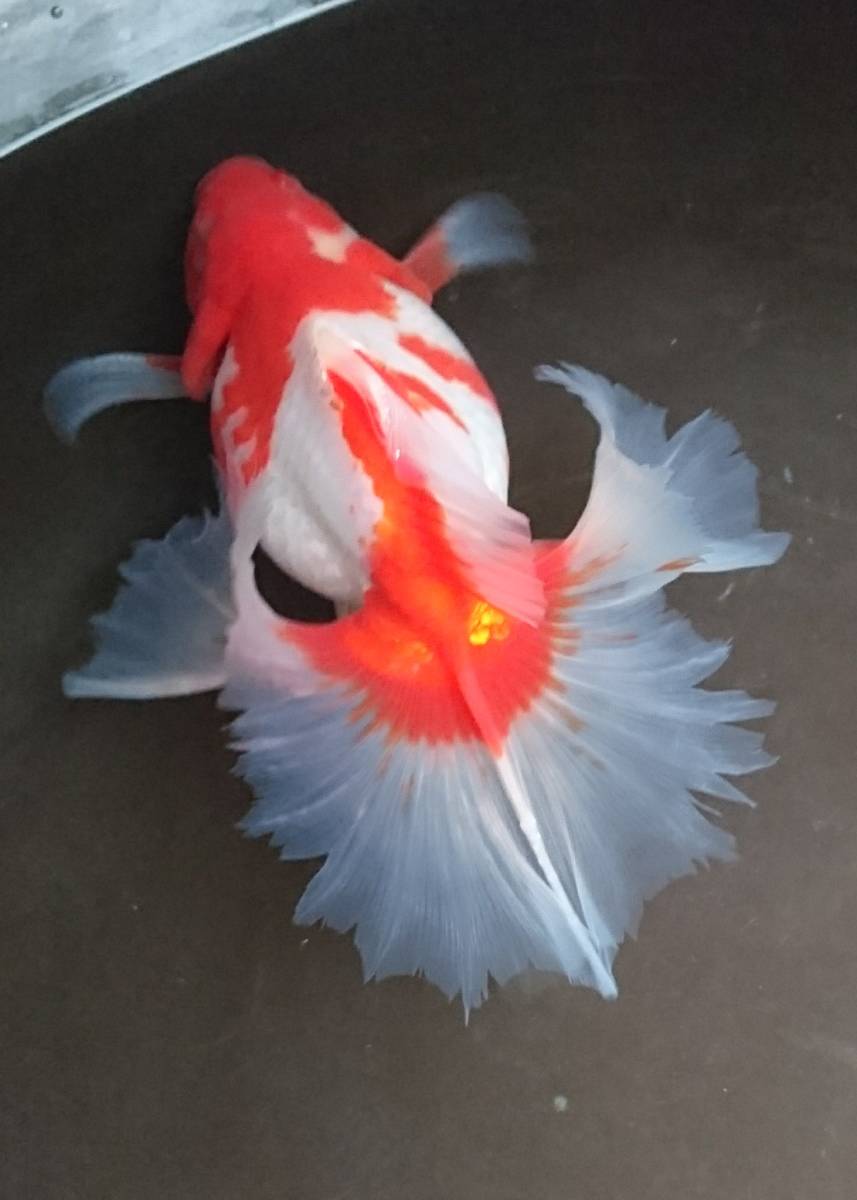 土佐錦 土佐錦魚日記 土佐錦魚 | インターネットサイト 更紗 土佐錦魚 