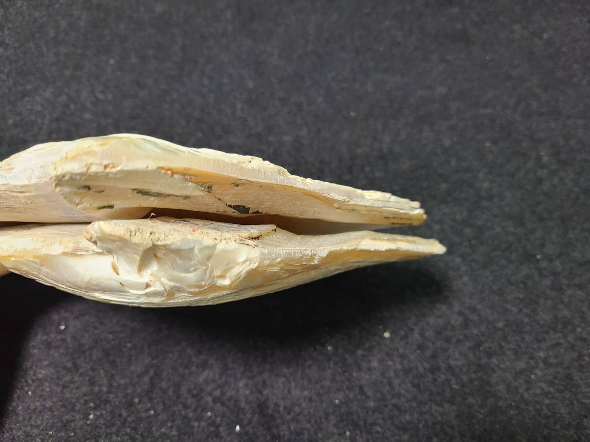 白蝶貝 ペア 真珠 貝殻 インテリア 刃先 側面 加工済 科学 自然 売買されたオークション情報 Yahooの商品情報をアーカイブ公開 オークファン Aucfan Com