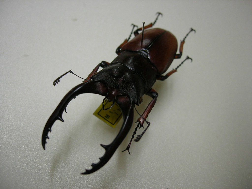 マダガスカルのドクバッタ 立体標本 - 昆虫標本 オオスズメバチ立体