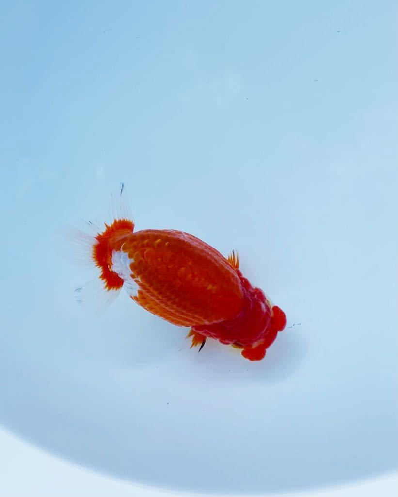 ★ らん羽ーど ★ 今年初出品　2歳　極太　更紗　日ラン役魚系統　1093 1/3_1