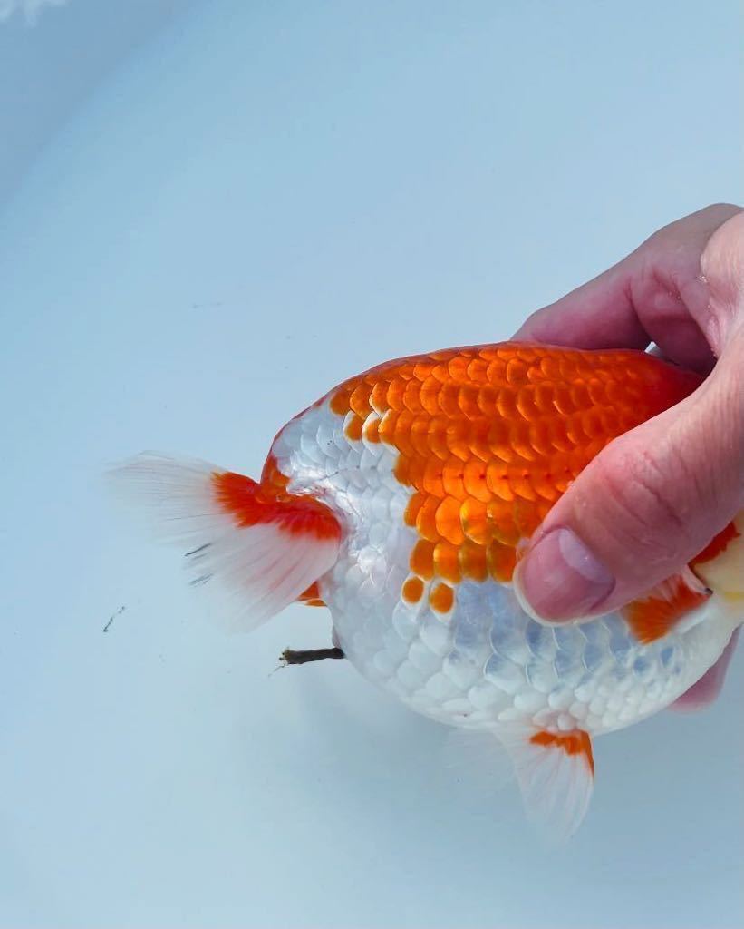 ★ らん羽ーど ★ 今年初出品　2歳　極太　更紗　日ラン役魚系統　1093 1/3_2