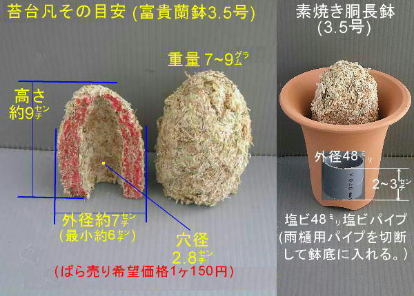 富貴蘭の植替えは 苔台 水苔 1箱60入り を使用すると完全天日乾燥だから季節を問わず植替えok 3 4号鉢向 即落出品 定形外限送無料 ラン 売買されたオークション情報 Yahooの商品情報をアーカイブ公開 オークファン Aucfan Com