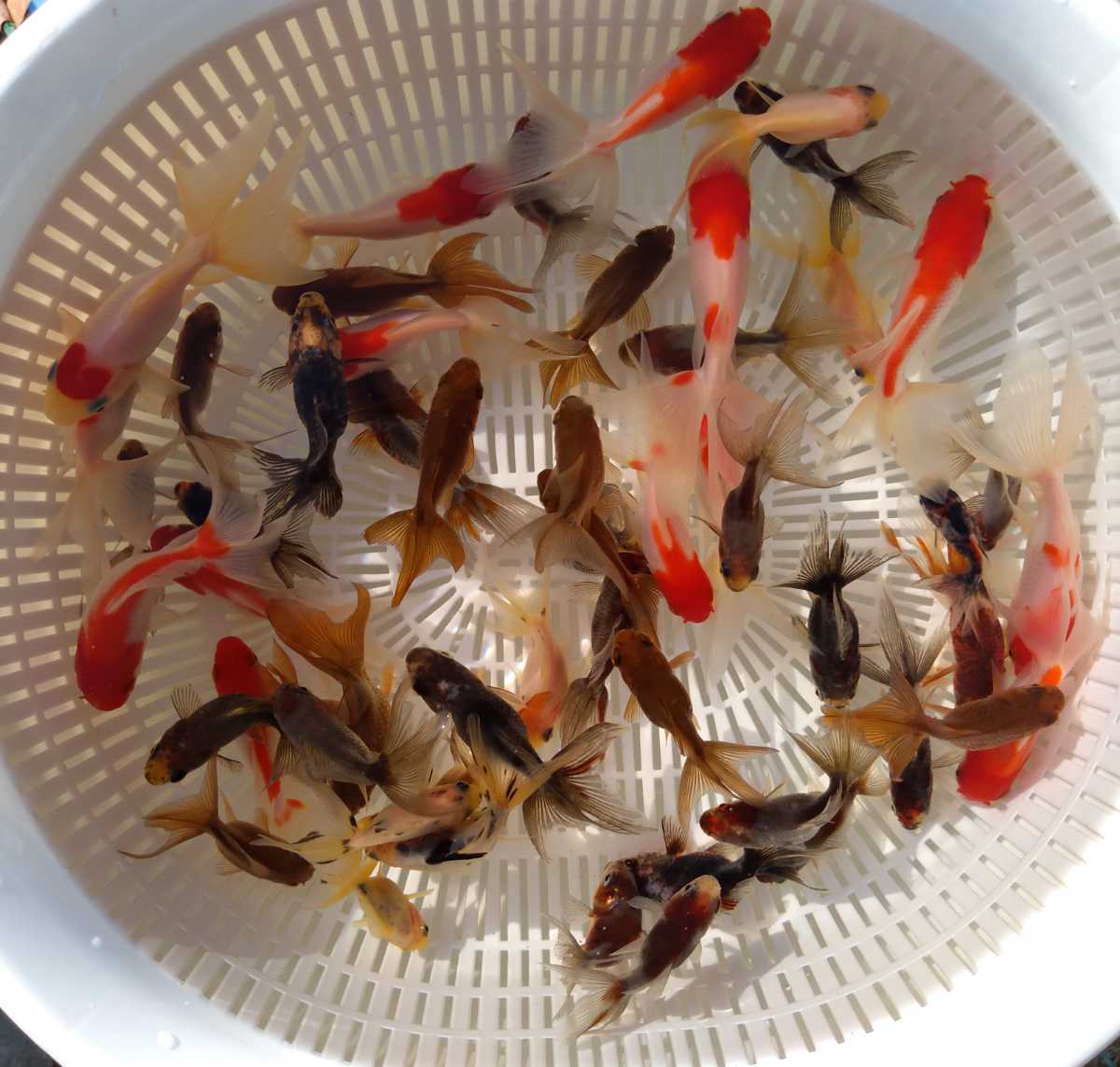 金魚 年産 琉金 キャリコ琉金 高頭丹頂 選別もれ 30匹 A 金魚すくい 金魚 売買されたオークション情報 Yahooの商品情報をアーカイブ公開 オークファン Aucfan Com 金魚 年産 琉金 キャリコ琉金 高頭丹頂 選別もれ 30匹 A 金魚すくい 金魚 売買されたオークション情報 Yahooの商品情報をアーカイブ公開 オークファン Aucfan Com