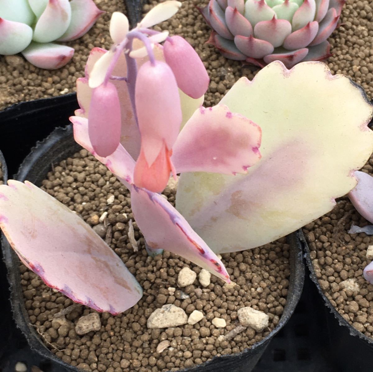 胡蝶の舞錦 カランコエ 多肉植物 抜き苗 サボテン 売買されたオークション情報 Yahooの商品情報をアーカイブ公開 オークファン Aucfan Com