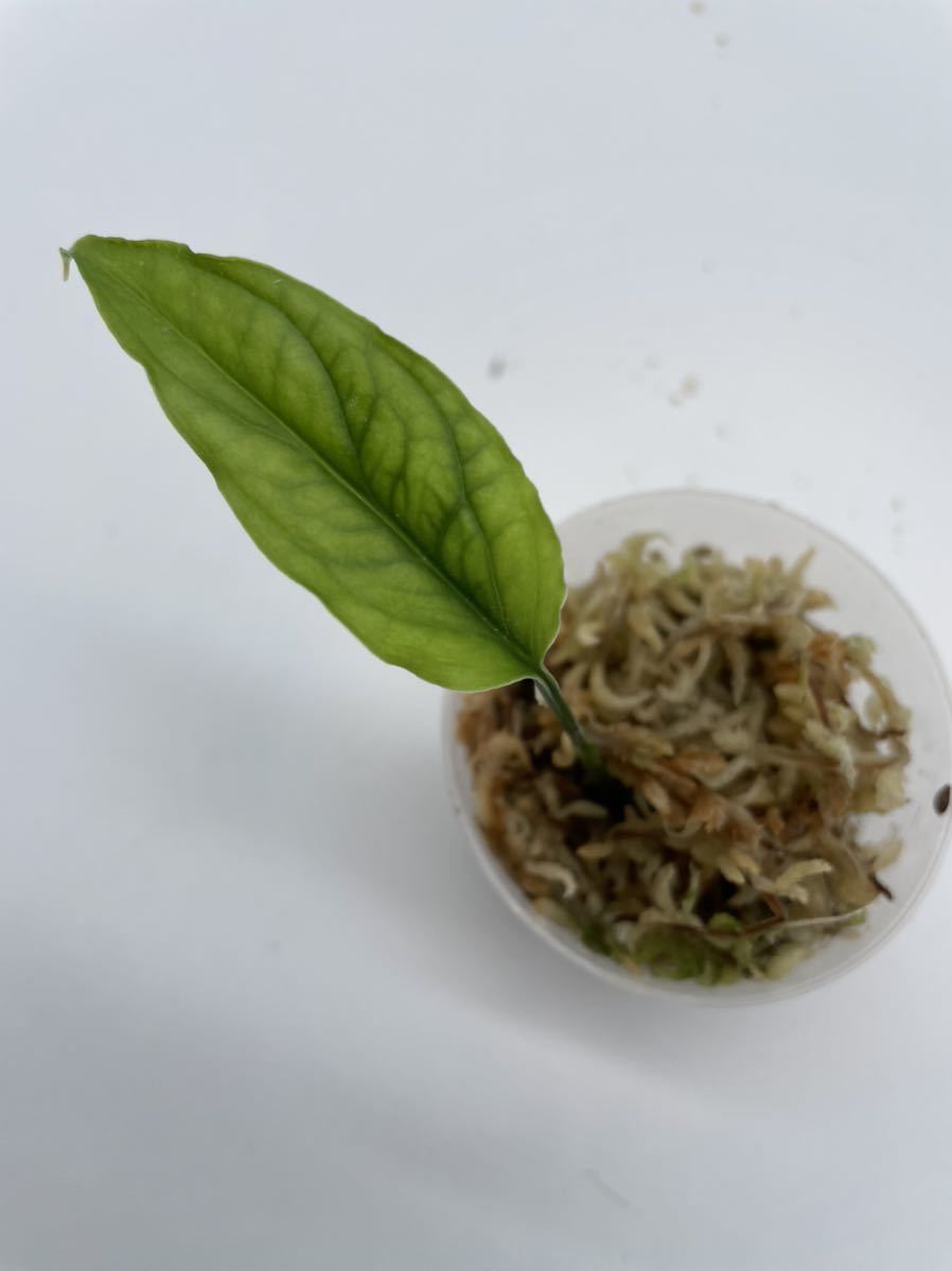 激レア　モンステラ・オブリクア（オブリカ）monstera obliqua ※マドカズラでは有りません