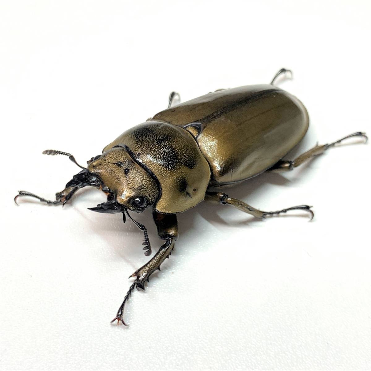 高品質，新作登場 ローゼンベルグオウゴンオニクワガタ ♀単 未後食 くろねこチャンネル(外国産)｜売買されたオークション情報、yahooの商品情報をアーカイブ公開 - オークファン 外国産