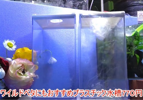 ワイルドベタにもおすすめプラスチック水槽 1個 30cm未満 売買されたオークション情報 Yahooの商品情報をアーカイブ公開 オークファン Aucfan Com