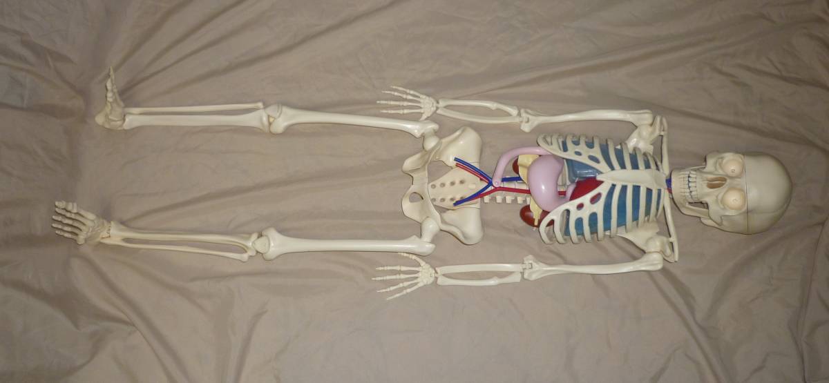 入手困難◆体のふしぎ ◆アーサー◆アシェット・コレクションズ・ジャパン◆人体模型◆研究、デッサン等にどうぞ_1