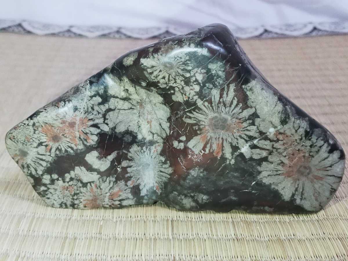 菊花石 鑑賞石 水石 原石 天然石 盆石 紋石 台座付 - 天然菊石（菊