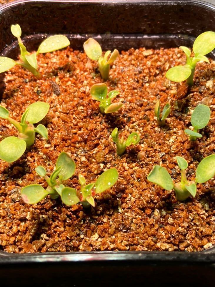 ユーフォルビア リグノーサ lignosa Euphorbia 超新鮮種子 自家採取