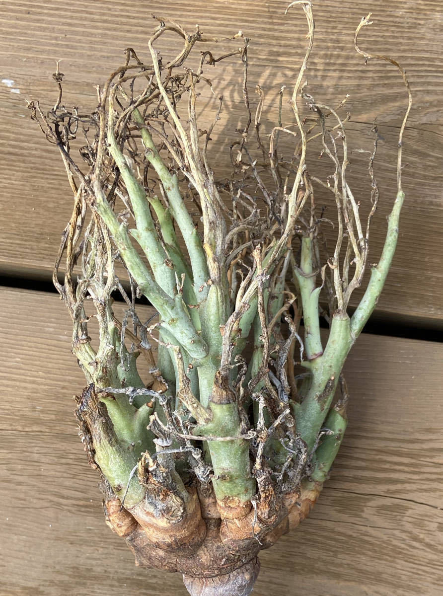 ユーフォルビア リグノーサ lignosa Euphorbia 超新鮮種子 自家採取